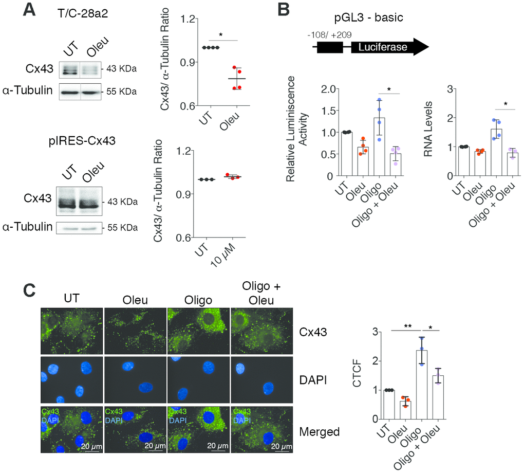 Oleuropein modulates the Cx43 promoter activity in chondrocytes. (A) Treatment with 10 μM oleuropein for 2 h decreases Cx43 protein levels in T/C-28a2 cells (n=4 independent experiments, Student’s t test, P=0.0012), but this effect was not observed in the same cell line overexpressing Cx43 (pIRES-Cx43)(n=3 independent experiments, Student’s t test, P=0.0624). (B) Luciferase reporter assay indicating that oleuropein inhibits Cx43 promoter activity. The graphs indicate the normalized luminescence activity in the T/C-28a2 transfected with a pGL3-basic plasmid containing 300 base pairs of Cx43 promoter ligated to the luciferase gene. Cells were cultured in DMEM with 10% FBS (UT) and with 5 μg/ml oligomycin or 10 μM oleuropein for 1 h as indicated (n=4 independent experiments; one-way ANOVA, P=0.0012). On the right, Cx43 gene expression under 5 μg/ml oligomycin and 10 μM oleuropein treatment in OACs treated for 1 h (n=4 independent experiments; one-way ANOVA, P=0.0002). Data were normalized to HPRT-1 levels. (C) Immunofluorescence assays of Cx43 in OACs treated with 10 μM oleuropein or 5 μg/ml oligomycin for 1 h. Data were normalized to the untreated condition (n=3 independent experiments; one-way ANOVA, PPPP