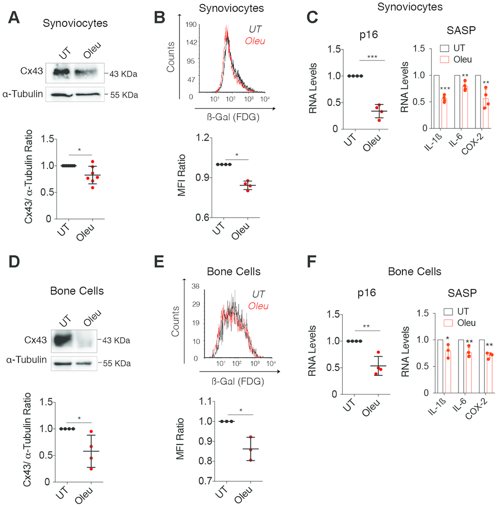 Oleuropein treatment decreased cellular senescence in synoviocytes and bone cells isolated from patients. (A) Cx43 protein levels analyzed by western blot in synoviocytes treated with 10 μM oleuropein for 2 h (n=7 independent experiments, P=0.0313). (B) Treatment of synoviocytes with 10 μM of oleuropein for 7 days detected by SA-βGal activity (n=4 independent experiments, PC) p16 mRNA levels of synoviocytes treated with 10 μM oleuropein for 2 h. Data were normalized to HPRT-1 levels (n= 4 independent experiments, PPP=0.0024 (IL-6), P=0.0025 (COX-2). (D) Cx43 protein levels analyzed by western blot in bone cells treated with 10 μM oleuropein for 2 h (n=4 independent experiments, P=0.0319). (E) 10 μM of oleuropein treatment for 7 days reduces senescence levels in bone cells as detected by SA-βGal and flow cytometry (n=3 independent experiments, P=0.0149). (F) p16 mRNA expression of bone cells treated with 10 μM oleuropein for 2 h. Data were normalized to HPRT-1 levels (n= 4 independent experiments, P=0.002). On the right, mRNA levels of IL-1ß, IL-6 and COX-2 of bone cells cultured in normal medium (DMEM 10% FBS) exposed to 10 μM oleuropein for 2 h. Data were normalized to HPRT-1 levels. N=3-4 independent experiments. P=0.0463 (IL-1ß), P=0.0077 (IL-6), P=0.0002 (COX-2). Data is expressed as mean±SD, Student’s t test; *PPP