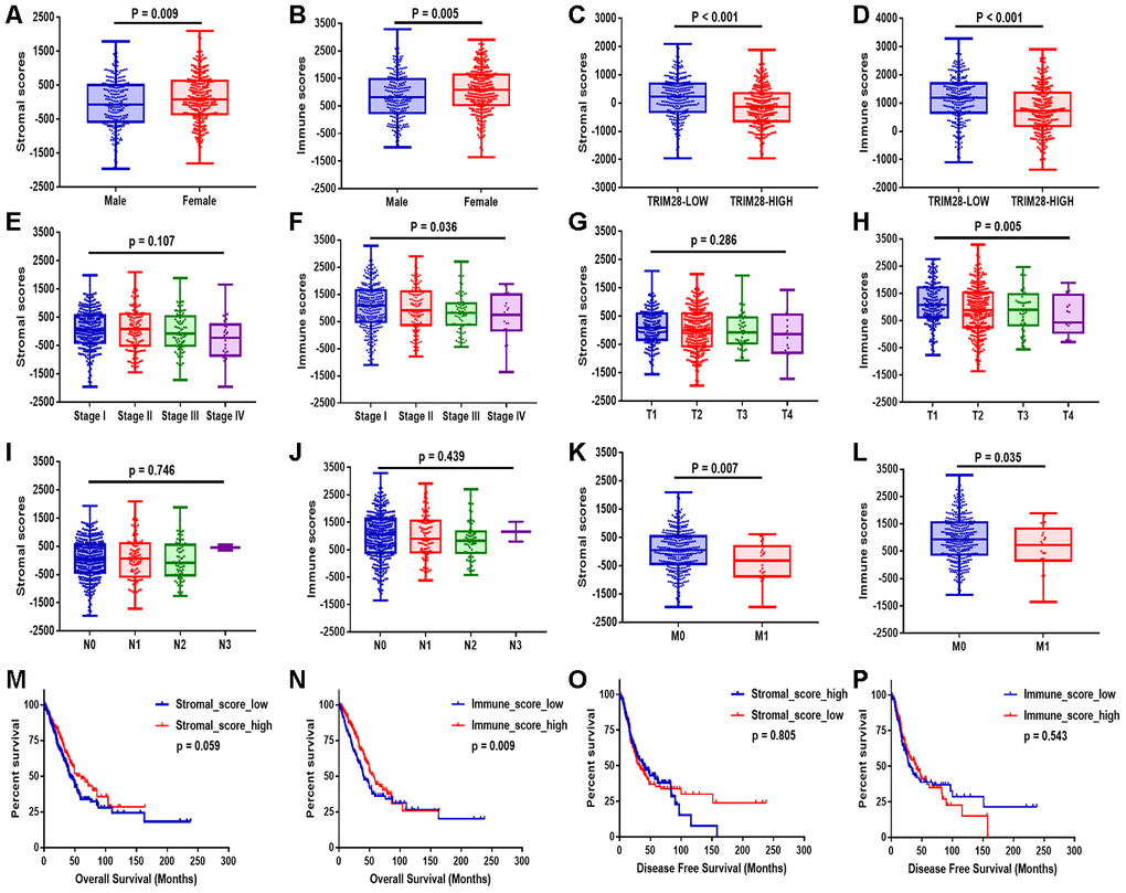 Stromal and immune scores were associated with the clinical characteristics and OS of LUAD patients. (A–L) The stromal and immune score distributions between patients with different genders (A, B), TRIM28 levels (C, D), TNM stages (E, F), T classifications (G, H), lymph node metastasis statuses (I, J) and distant metastasis statuses (K, L). (M–P) Patients were then divided into two groups according to the median stromal score or immune score. OS (M, N) and DFS (O, P) analyses were performed between the respective groups. OS, overall survival; LUAD, lung adenocarcinoma.