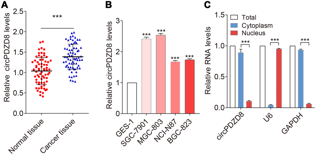 circPDZD8 was upregulated in gastric cancer tissues and cell lines. (A) circPDZD8 expression was detected in gastric cancer tissues and normal tissues by RT-qPCR (n=20). (B) circPDZD8 was upregulated in the different gastric cancer cells. (C) circPDZD8 was enriched in MGC-803 cytoplasm fraction. Levels of circPDZD8, GAPDH and U6 RNA in purified MGC-803 nuclear and cytoplasm fractions were detected by RT-qPCR; *** P 