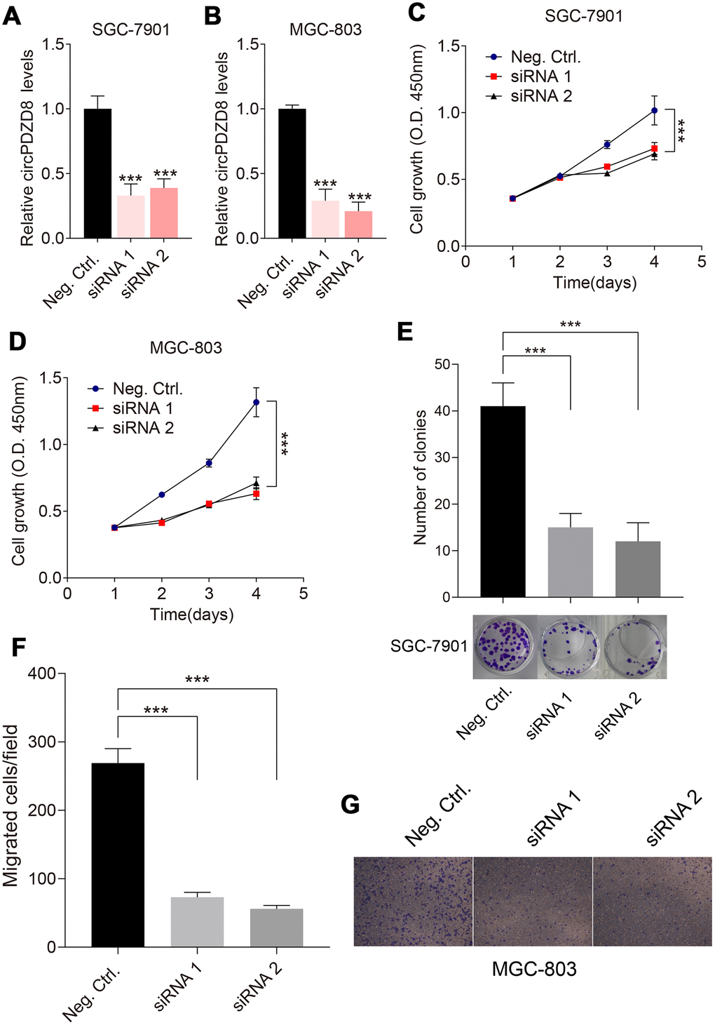 Effect of circPDZD8 on progress of gastric cancer cells. (A, B) circPDZD8 expression in SGC-7901 and MGC-803 cells transfected with si-circPDZD8-1, si-circPDZD8-2 or si-NC was examined by RT-qPCR. (C, D) The proliferation of SGC-7901 and MGC-803 cells transfected with si-circPDZD8-1, si-circPDZD8-2 or si-NC was measured by MTT assay. (E) Clone formation assay demonstrated the clone number in the circPDZD8 knockdown transfection group and the control transfection. (F) The migration of SGC-7901 and MGC-803 cells transfected with si-circPDZD8-1, si-circPDZD8-2 or si-NC was examined by Transwell assay without Matrigel. (G) Representative images of migrated cells in the Transwell migration assay; *** P 