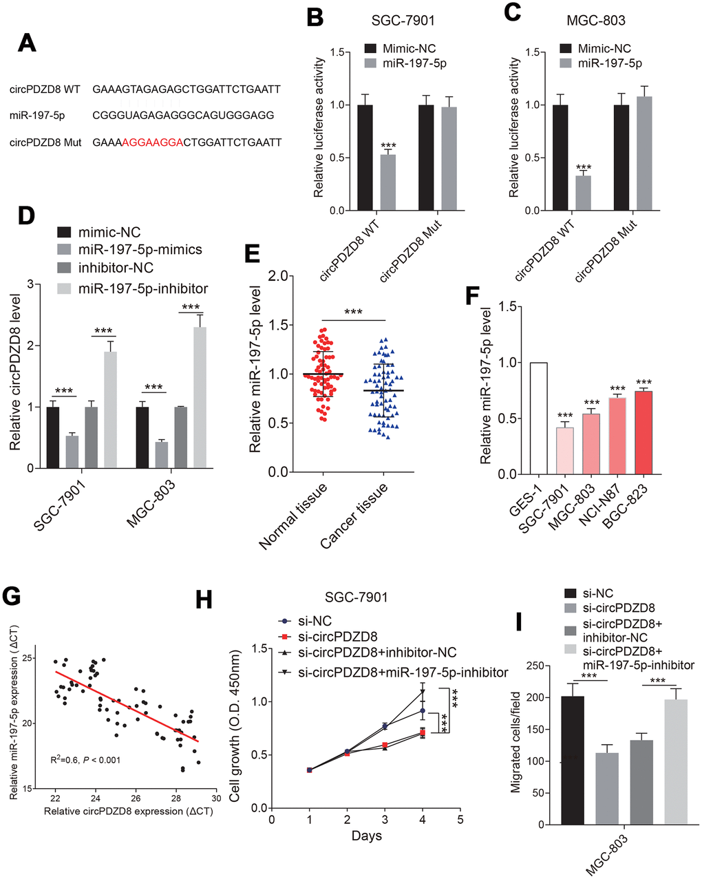 Studies on the relationship between circPDZD8 and miR-197-5p in gastric cancer cells. (A) The binding sites and mutated sites of circPDZD8 and miR-197-5p were predicted by StarBase v.3.0. (B, C) The luciferase activity in SGC-7901 and MGC-803 cells co-transfected with circPDZD8-WT or circPDZD8-Mut and miR-197-5p-mimics or mimics-NC was assessed by dual-luciferase reporter assay. (D) circPDZD8 expression level in SGC-7901 and MGC-803 cells transfected with miR-197-5p inhibitors or NC were measured by RT-qPCR. (E, F) miR-197-5p expression in gastric cancer tissues and cell lines was measured by RT-qPCR. (G) The correlation of circPDZD8 and miR-197-5p in gastric cancer tissues was analyzed by Pearson’s test (R2=0.6, P H) The proliferation of SGC-7901 and MGC-803 cells transfected with si-NC, si-circPDZD8-1, si-circPDZD8-1 + inhibitor-NC or si-circPDZD8-1 + miR-197-5p-inhibitor was examined by MTT assay. (I) The migration of SGC-7901 and MGC-803 cells transfected with si-NC, si-circPDZD8-1, si-circPDZD8-1 + inhibitor-NC or si-circPDZD8-1 + miR-197-5p-inhibitor was detected by Transwell assay without Matrigel; *** P 
