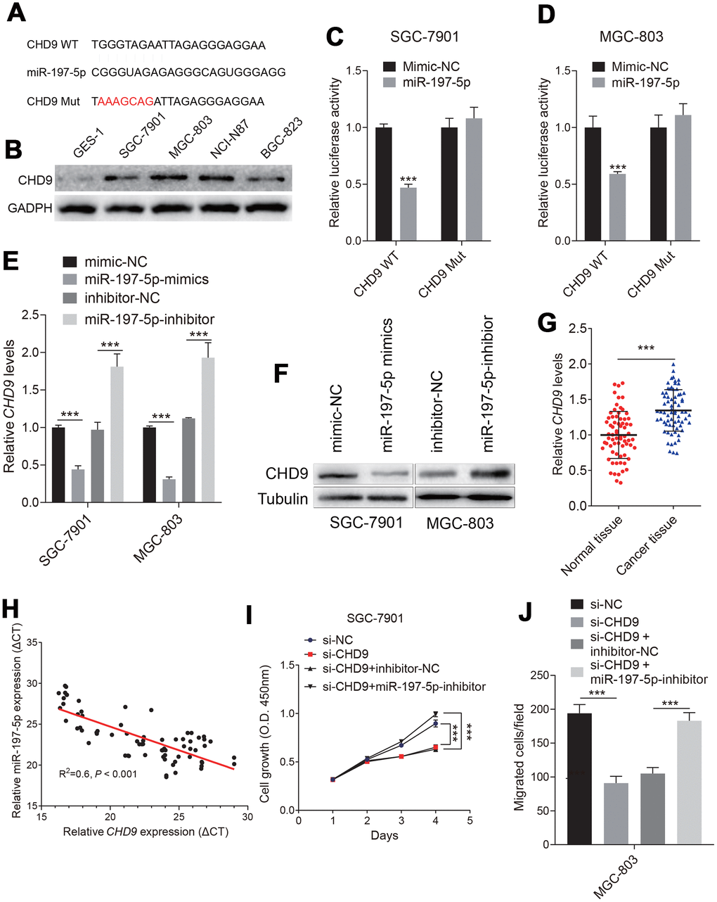 Identification of the targeting relationship between miR-197-5p and CHD9 in gastric cancer cells. (A) The binding sites of miR-197-5p and mutated CHD9-3’UTR were predicted by StarBase v.3.0. (B) The CHD9 expression status in different cell were shown. (C, D) The luciferase activity in SGC-7901 and MGC-803 cells co-transfected with CHD9-WT or CHD9-MUT and miR-197-5p-mimics or mimics-NC was evaluated by dual-luciferase reporter assay. (E, F) The mRNA and protein expression levels of CHD9 in SGC-7901 and MGC-803 cells transfected with mimics-NC, miR-197-5p-mimics, inhibitor-NC or miR-197-5p-inhibitor were examined by RT-qPCR and western blot, respectively. (G) CHD9 expression in gastric cancer tissues compared with in normal tissues was detected by RT-qPCR. (H) The correlation between miR-197-5p expression and CHD9 expression in gastric cancer tissues was analyzed by Pearson’s test (R2=0.6, P I) The proliferation of SGC-7901 and MGC-803 cells transfected with mimics-NC, miR-197-5p-mimics, miR-197-5p-mimics + pcDNA3.1 or miR-197-5p-mimics + pcDNA3.1-CHD9 was examined by MTT assay. (J) The migration of SGC-7901 and MGC-803 cells was evaluated by Transwell assay without Matrigel; *** P 