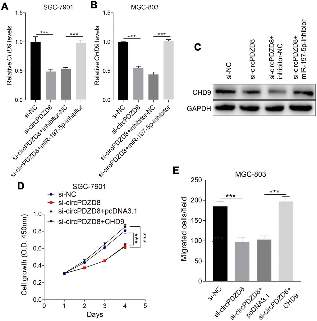 CircPDZD8 upregulated the expression of CHD9 by modulating miR-197-5p in gastric cancer cells. (A–C) The mRNA and protein expression levels of CHD9 in SGC-7901 and MGC-803 cells transfected with si-NC, si-circPDZD8-1, si-circPDZD8-1 + inhibitor-NC or si-circPDZD8-1 + miR-197-5p-inhibitor were measured by RT-qPCR and western blot (MGC-803), respectively. (D) The proliferation of SGC-7901 and MGC-803 cells transfected with si-NC, si-circPDZD8-1, si-circPDZD8-1 + pcDNA3.1 or si-circPDZD8-1 + pcDNA3.1-CHD9 was examined by MTT assay. (E) The migration of SGC-7901 and MGC-803 cells transfected with si-NC, si-circPDZD8-1, si-circPDZD8-1 + pcDNA3.1 or si-circPDZD8-1 + pcDNA3.1-CHD9 was assessed by Transwell assay without Matrigel; *** P 