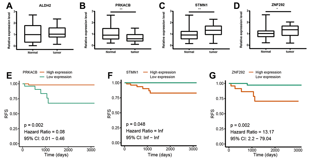 Validation of the four prognostic genes. (A–D). Relative mRNA expression of ALDH2, PRKACB, STMN1 and ZNF292 in breast cancer and paracancerous tissues samples. (E–G). Prognostic value of PRKACB, STMN1 and ZNF292 protein levels. Abbreviations: RFS (relapse-free survival)