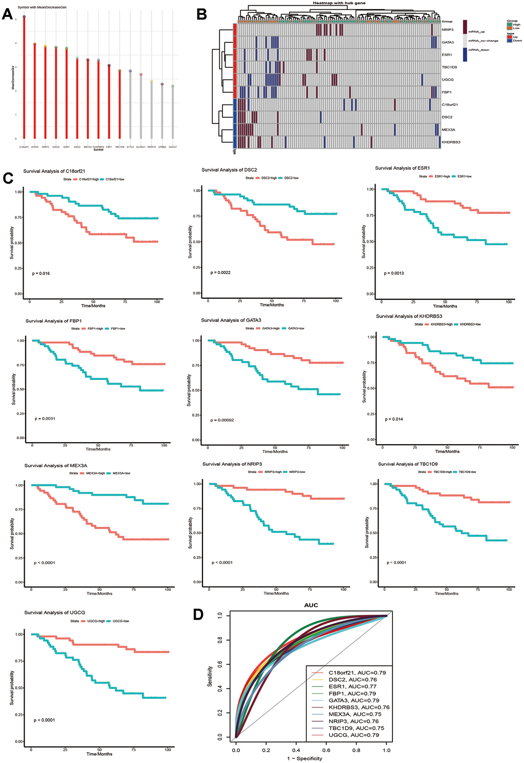 Identification of key genes that can predict the 5-year survival time of breast cancer patients. (A) Random forest screening for the top 10 genes with a high Gini coefficient of average decline. (B) Expression of the 10 selected genes in samples with a survival time of more than or less than 5 years. (C) Kaplan-Meier analysis of overall survival for the signatures associated with expression of the 10 genes in breast cancer. (D) AUC of the 10 selected genes that affect the survival time of breast cancer.