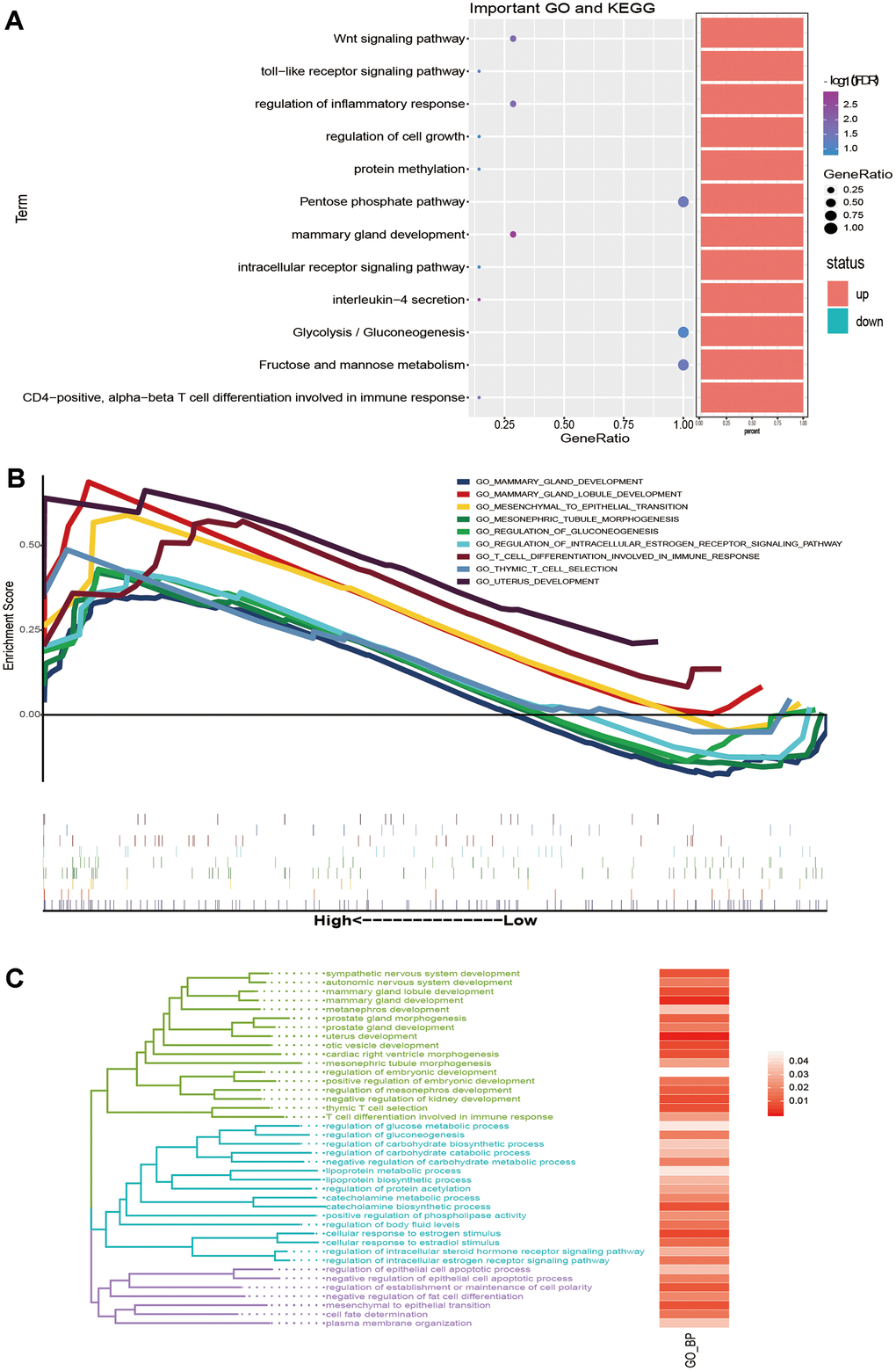 The biological function and signalling pathway of the key genes affect the prognosis of breast cancer. (A) The bubble chart shows BP and KEGG enriched by key genes. (B) GSEA of genes expressed by breast cancer patients with survival times greater than 5 years. (C) The same BP as GSEA was clustered into three types of biological functions.