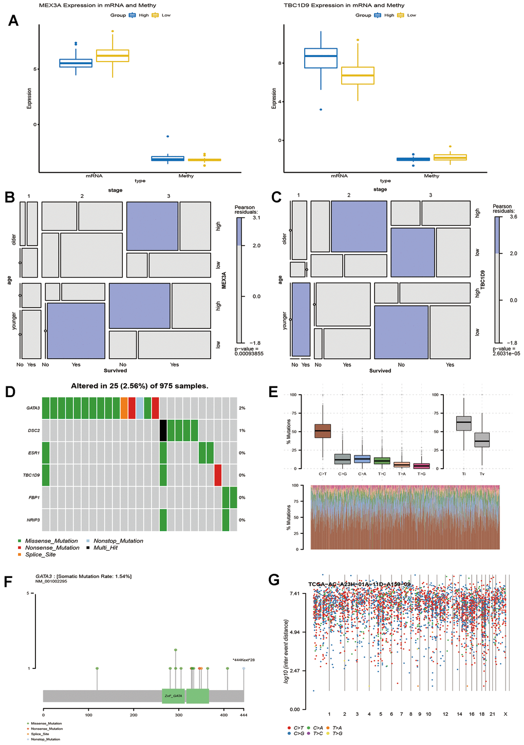 Potential factors affecting key genes that influence the survival time of breast cancer patients. (A) Methylation level and expression of MEX3A and TBC1D9 in breast cancer patients with survival times greater than or less than 5 years. Mosaic analysis identified the relationship between the expression of MEX3A (B) or TBC1D9 (C) and the prognosis and clinical information of breast cancer. (D). Six key genes were sequenced according to their mutation frequency. Different colours represent different methods of mutation. (E) The transition and crosscut graphs show the distribution of SNV in breast cancer with six transition and crosscut events. The stacked bar graph (bottom) shows the mutation spectrum distribution of each sample. (F) The Lollipop map shows the mutation distribution and protein domain of GATA3 with a high frequency of mutation. (G) The Rainfall map of TCGA-AC-A23H-01A-11D-A159-09 breast cancer sample. Each point is a mutation colour coded according to the SNV classification.
