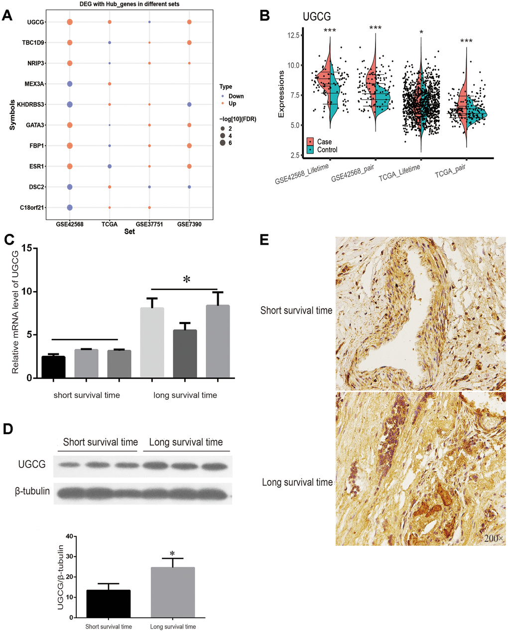 TCGA sets and experiments to verify the expression of key genes. (A) Expression of 10 key genes in breast cancer patients with a survival time of more than or less than 5 years with four data sets. (B) TCGA and GSE7390 were used to verify the significant expression of UGCG. (C) The mRNA level of UGCG in breast cancer patients with a survival time greater than or less than 5 years was detected by qRT-PCR. (D) Western blot was used to detect the expression of UGCG in breast cancer patients with a survival time greater than or less than 5 years. (E) Immunohistochemistry images of UGCG levels in breast cancer tissues with a survival time greater than or less than 5 years. Scale bar = 200 μm. *P 