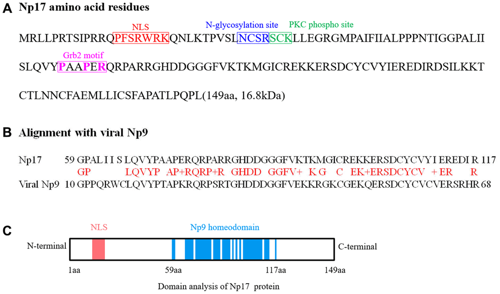 Analyses of Np17 amino acid sequence and potential motifs. (A) Amino acid sequence of Np17 protein. Putative motifs corresponding to nuclear localization signal (NLS), N-glycosylation site, PKC phospho site and Grb2 motif (P-x-x-P-x-R) are shown in red, blue, green and purple, respectively. (B) Alignment of Np17 aa sequence between 59 and 117 aa with viral Np9. (C) Schematic representations of putative NLS motif and Np9 homeodomain of Np17 protein.