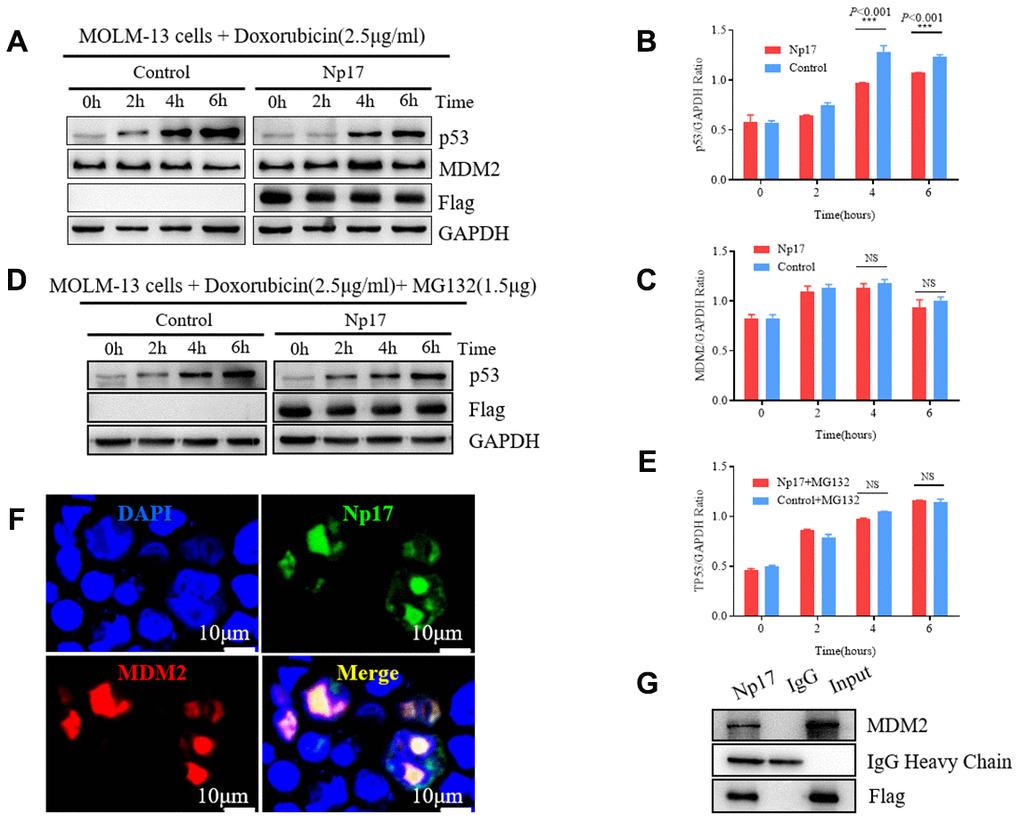 Np17 induces proteasome-dependent degradation of p53 by recruiting MDM2. (A–C) Western blot showed that Np17 expression inhibited doxorubicin-induced p53 activation but did not affect MDM2. The topoisomerase II inhibitor doxorubicin (2.5 μg/mL) to induce p53 for the indicated times. (D, E) Proteasome inhibitor MG132 attenuated Np17-mediated P53 degradation. (F) EGFP-Np17 protein (Green) is co-localized with MDM2 (Red) in the cell nucleus of HEK293 cells. (G) Cell lysates were immunoprecipitated (IP) with Flag antibody or control IgG, and the immunoprecipitates were analyzed by Western blot analysis with MDM2 antibody.