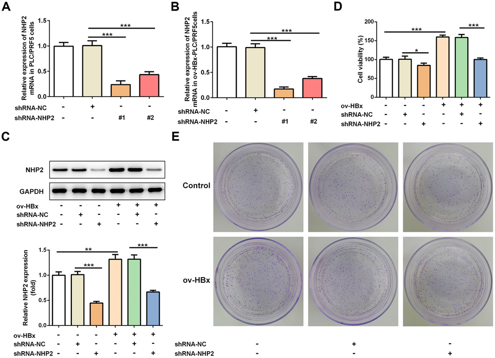 Knockdown of NHP2 inhibits proliferation of PLC/PRF5 hepatoma cells with stable HBx overexpression or not. (A) The NHP2 mRNA was determined after PLC/PRF5 cells were transfected with shRNA-NC, shRNA-NHP2-1 or shRNA-NHP2-2. (B) The NHP2 mRNA was determined after HBx-overexpressed PLC/PRF5 cells were transfected with shRNA-NC, shRNA-NHP2-1 or shRNA-NHP2-2. (C) Representative western blot bands together with quantitative analysis for NHP2 expression in PLC/PRF5 cells of different groups. (D) Cell viability of PLC/PRF5 cells that stably overexpressed HBx or not in the absence or presence of NHP2 knockdown. (E) Representative colony formation assay of PLC/PRF5 cells from various groups. Ov: overexpression, NC: negative control, HBx: Hepatitis B virus X. *P**P***P