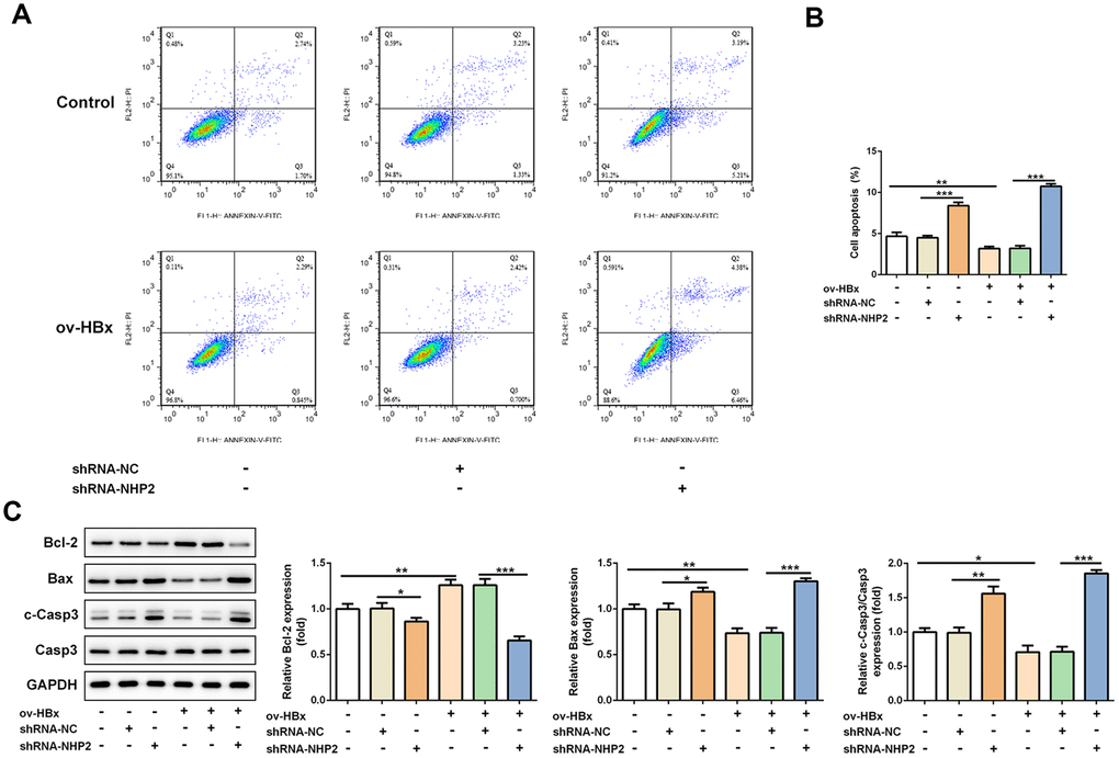 Knockdown of NHP2 promotes apoptosis of PLC/PRF5 hepatoma cells stably overexpressing HBx or not. (A) Representative flow cytometry assay of PLC/PRF5 cells with or without HBx promotion in the absence or presence of NHP2 silencing. (B) Quantitative analysis for cell apoptosis from flow cytometry assay. (C) Representative western blot bands together with quantitative analysis for Bcl-2, Bax and cleaved-Caspase 3 expression of PLC/PRF5 cells in the aforementioned groups. Ov: overexpression, NC: negative control, HBX: Hepatitis B virus X. *P**P***P