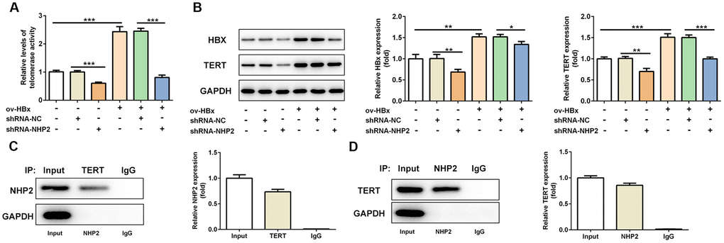 Knockdown of NHP2 reduces telomerase activity of PLC/PRF5 cells with or without HBx upregulation via interfering with TERT expression. (A) The telomerase activity of PLC/PRF5 cells with or without HBx upregulation in the absence or presence of NHP2 knockdown. (B) Representative western blot bands together with quantitative analysis for HBx and TERT expression in different groups of PLC/PRF5 cells. (C, D) The interaction between TERT and NHP2 was determined by co-immunoprecipitation assay. Ov: overexpression, NC: negative control, HBX: Hepatitis B virus X. *P**P***P