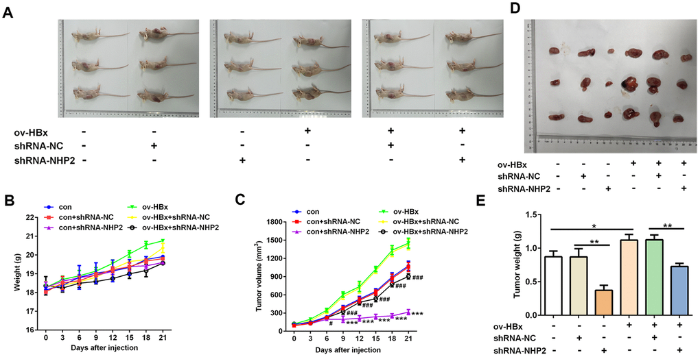 Knockdown of NHP2 suppresses tumor growth in xenograft model injected with or without HBx-overexpressed PLC/PRF5 hepatoma cells. (A–C) After PLC/PRF5 cell lines with or without HBx upregulation were injected into the nude mice, the body weight (B) and the tumor volume (C) were measured every three day and plotted as the mean ± SD (n = 7); *** P #P###P D, E) At the 21 day after first injection, the tumors were isolated, the tumor weight was weighed. *P**P