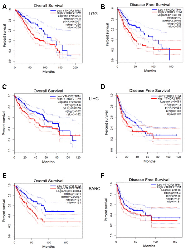 Kaplan-Meier survival curves comparing YTHDF2 high and low expression (A, B) in LGG, (C, D) LIHC, and (E, F) SARC in datasets from the GEPIA database. (A) OS and (B) DFS survival curves in LGG (n = 256). (C) OS and (D) DFS survival curves in LIHC (n = 182). (E) OS and (F) DFS survival curves in SARC (n = 131). DFS, disease-free survival; LGG, lower-grade glioma; LIHC, liver hepatocellular carcinoma; SARC, sarcoma; OS, overall survival.