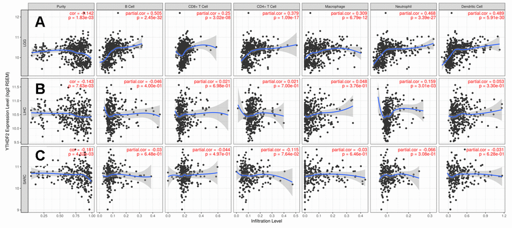 Correlation of YTHDF2 expression with immune infiltration level in (A) LGG, (B) LIHC, and (C) SARC. LGG, lower-grade glioma; LIHC, liver hepatocellular carcinoma; SARC, sarcoma.