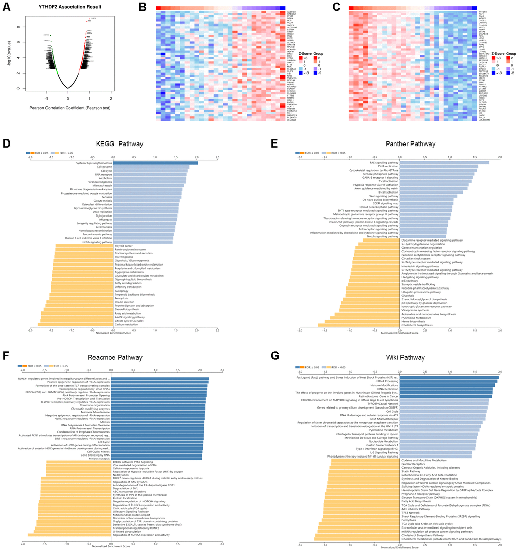 Enrichment analysis of YTHDF2 functional networks in LGG by LinkedOmics. (A) Volcano plot of genes differentially expressed in correlation with YTHDF2. (B, C) Heat maps of genes positively and negatively correlated with YTHDF2 (top 50). (D) KEGG pathway analysis of YTHDF2 by GSEA. (E) Panther pathway analysis of YTHDF2 by GSEA. (F) Reacmoe pathway analysis of YTHDF2 by GSEA. (G) Wiki pathway analysis of YTHDF2 by GSEA.