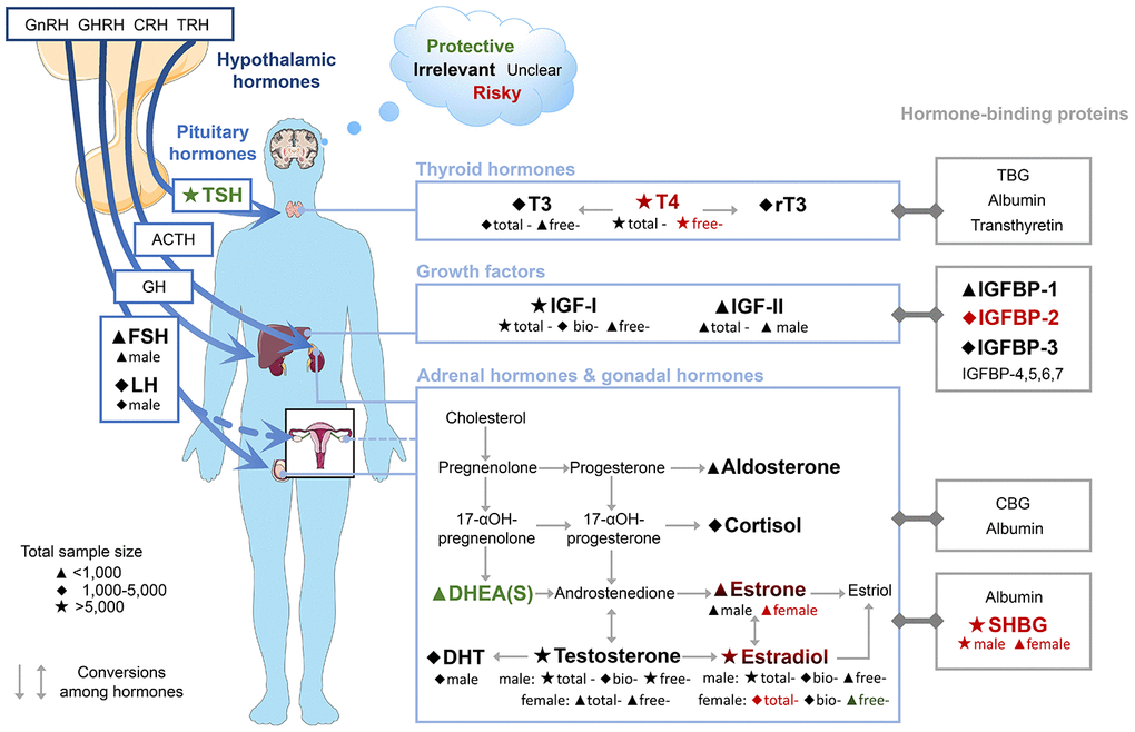 Map of hormones in HP axes, their hormone-binding proteins and the risk of dementia and cognitive decline. Font colours indicate the effect on risk of dementia or cognitive decline of higher concentrations of blood biomarkers. Subgroups are shown below biomarker names. The results of FSH, LH, and IGF-II were derived from males only. Abbreviations: ACTH, adrenocorticotropic hormone; bio, bioavailable; CBG, corticosteroid-binding globulin; CRH, corticotropin-releasing hormone; DHEAS, dehydroepiandrosterone sulfate; DHT, dihydrotestosterone; FSH, follicle-stimulating hormone; GH, growth hormone; GHRH, growth hormone-releasing hormone; GnRH, gonadotropin-releasing hormone; IGF, insulin-like growth factor; IGFBP, insulin-like growth factor-binding protein; LH, luteinizing hormone; rT3, reverse triiodothyronine; SHBG, sex hormone-binding globulin; T3, triiodothyronine; T4, thyroxine; TBG, thyroxine-binding globulin; TRH, thyrotropin-releasing hormone; TSH, thyroid-stimulating hormone.