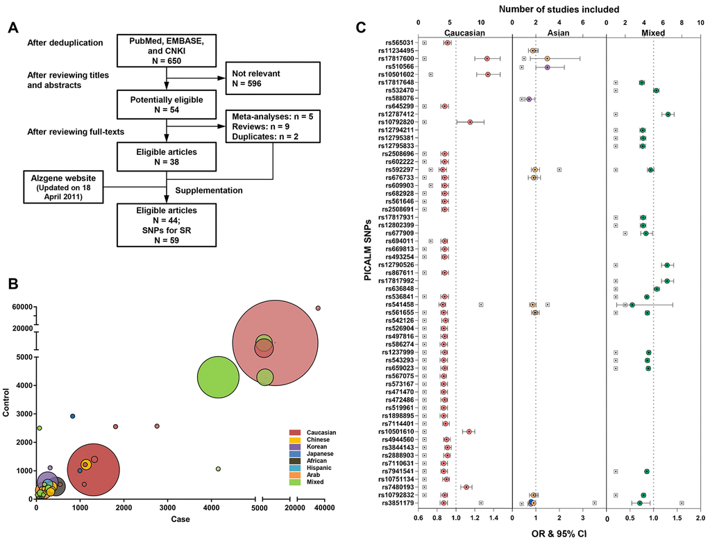 Constructing the profile for Alzheimer’s disease risk variants of the PICALM gene via systematic review and meta-analysis. The flow chart of the literature selection: Finally, a total of 44 case-control studies were included, with 59 loci within or near PICALM gene associated with AD risk (A). The majority of included studies had a small-to-moderate sample size B). Associations of PICALM variations with AD risk in different populations (C).