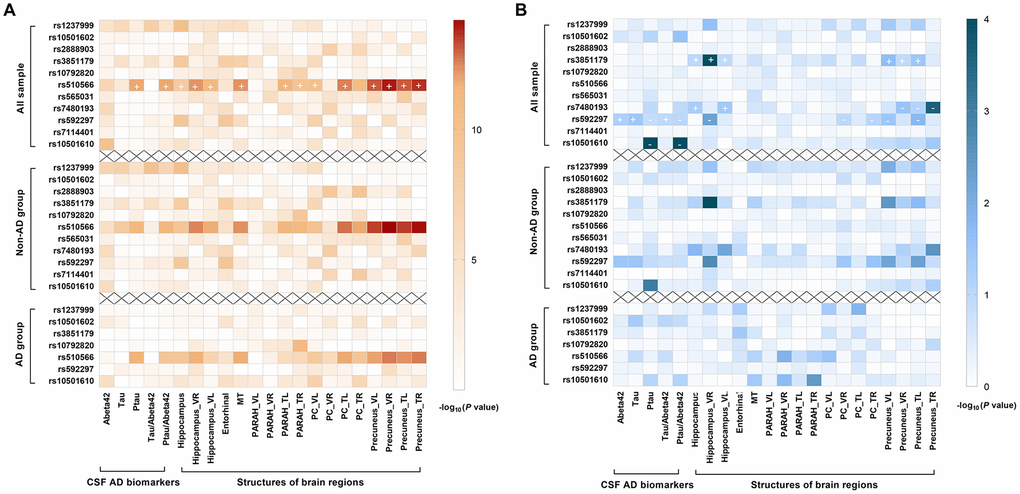 Summary results for the cross-sectional (2A) and longitudinal (2B) relationships of PICALM variations with CSF AD biomarkers and AD feature neurodegeneration, stratified by clinical diagnosis. After Bonferroni correction, rs510566 (G allele) was associated with lower CSF Aβ42, higher ptau, higher ptau/ Aβ42 ratio, and neurodegeneration in five feature regions, including HIPPO, PARAH, MT, PC and PRE (A). Longitudinally, rs10501610 (T allele) was associated with a slower rise in ptau and ptau/Aβ42 ratio. The same trends were also found for rs592297 and rs3851179, though the associations did not survive the Bonferroni correction. rs3851179 (G allele), rs592297 (C allele), and rs7480193 (G allele), were significantly associated with a faster rate of hippocampal atrophy. Similar trends were found for PRE and PC regions, but the p values failed to reach statistical significance after Bonferroni correction. (B) The “+” represent the beta-value is positive while “-” indicates the beta-value is negative.