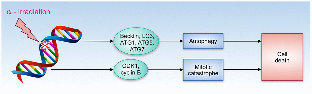 Autophagy and cell death by α-radiation.