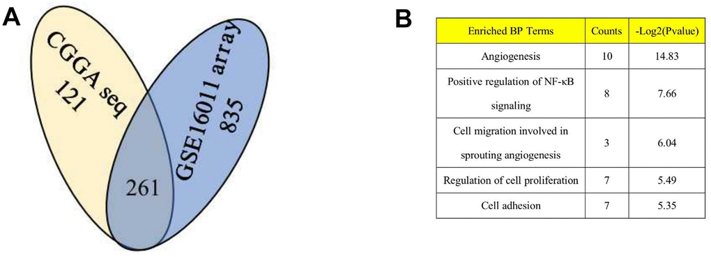 DZIP3 is significantly associated to angiogenesis pathway in gliomas. (A) 261 overlapping genes are negatively associated (Pearson |R| > 0.4) with DZIP3 in CGGA RNA-seq and GSE 16011 array sets; (B) GO analysis of the 261 genes indicates that DZIP3 is involved in angiogenesis, NF-KB and other GO function.