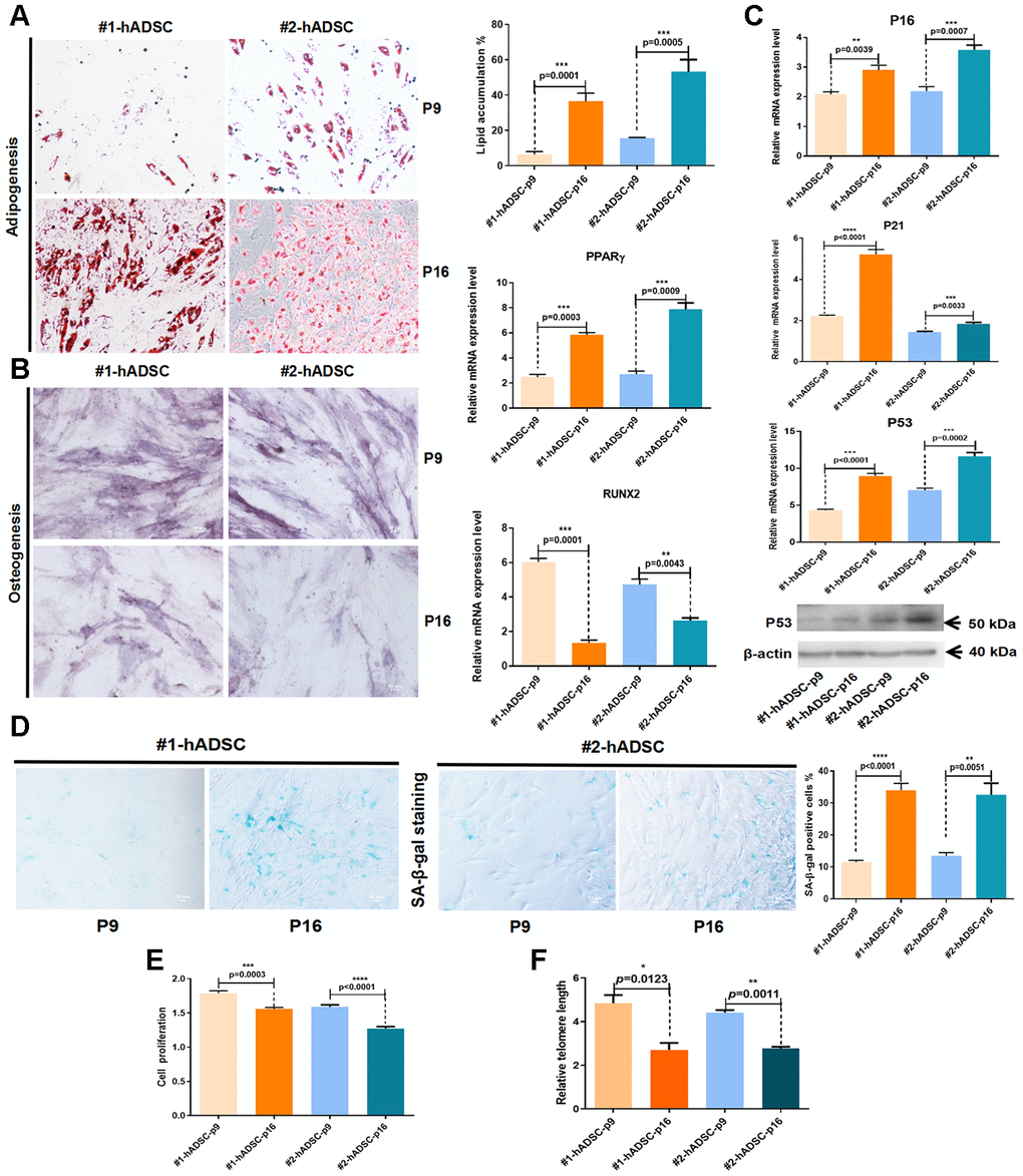 Characterization and verification of senescent MSCs from human adipose tissues from two different donors (#1 and #2). (A) Oil Red O staining of hADSCs at P9 and P16 (10×; scale: 50 μm); MRNA expression of PPARγ was evaluated by RT-qPCR. (B) Alkaline phosphatase staining of hADSCs at P9 and P16 (10×; scale: 50 μm); MRNA expression of RUNX2 was evaluated by RT-qPCR. (C) MRNA expression levels of p16, p21, and p53 were evaluated by RT-qPCR; western blot analysis of p53. (D) SA-β-gal staining of hADSCs at P9 and P16 (10×; scale: 50 μm). (E) The proliferation of hADSCs at P9 and P16 was detected by CCK-8 assay. (F) Telomere length was demonstrated by qPCR.