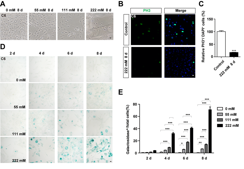 D-gal treatment induced premature senescence of GBM cells. (A) Representative images of C6 cells (in the bright field) treated with D-gal at 0 mM, 28 mM, 111 mM and 222 mM for 8 d. (B) Immunostaining analysis of PH3 (green) in control cells and in C6 cells treated with 222 mM D-gal for 8 d. (C) Quantitative analysis of the percentage of PH3+ cells over total cells as shown in (B) (n=15). (D) Representative images showing β-galactosidase staining in C6 cells treated with D-gal at 0 mM, 28 mM, 111 mM and 222 mM concentrations for 2, 4, 6 and 8 d. (E) Quantification of the percentage of β-galactosidase+ C6 cells over total cells as shown in (D) (n=15). Scale bars, 20 μm. Data shown are mean ± s.e.m. *P **P , ***P .