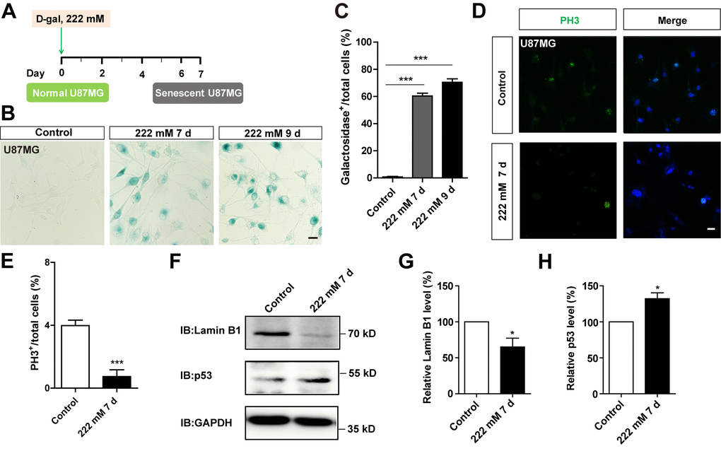 D-gal induced premature senescence of other GBM cells. (A) A schematic illustration of D-gal-induced senescence of U87MG cells. (B) Representative images showing β-galactosidase staining in control U87MG cells and U87MG cells treated with D-gal at 222 mM for 7 and 9 d. (C) Quantification of the percentage of β-galactosidase+ U87MG cells over total cells as shown in (B) (n=15). (D) Immunostaining of PH3 (green) in control U87MG cells and senescent U87MG cells. (E) Quantitative analysis of the percentage of PH3+ cells over total cells in as shown (D) (n=15). (F) Western blot detected the expression of Lamin B1 and p53 proteins in control U87MG cells and U87MG cells treated with 222 mM D-gal for 7 d. (G, H) Quantification of Lamin B1 (n=5) and p53 (n=5) expression as shown in (F). Scale bars, 20 μm. Data shown are mean ± s.e.m. *P ***P .