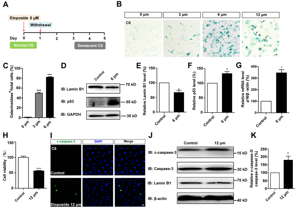 D-gal more effectively induced senescence of GBM cells than etoposide. (A) A schematic diagram showing etoposide-induced C6 cell senescence. (B) Representative images showing β-galactosidase staining in C6 cells treated with etoposide at 0 μM, 3 μM, 6 μM, 12 μM for 1 d, and recovered for 4 d. The black arrows indicated apparently dead cells. (C) Quantification of the percentage of β-galactosidase+ C6 cells over total cells as shown in (B) (n=15). (D) Western blot detected the expression of Lamin B1 and p53 in control cells and C6 cells treated with etoposide at 6 μM for 1 d, and recovered for 4 d. (E, F) Quantification of Lamin B1 and p53 expression as shown in (D) (n=5). (G) qPCR analysis for p16 mRNA level in control cells and senescent C6 cells (treated with etoposide at 6 μM for 1 d, and recovered for 4 d) (n=3). (H) The effects of etoposide (treated with 12 μM etoposide for 1 d, and recovered for 4 d) on the viability of C6 cells as detected by CCK8 assay (n=3). (I) Immunostaining of c-caspase-3 in control cells and senescent C6 cells (treated with 12 μM etoposide for 1 d, and recovered for 4 d). (J) Western blot detected the expression of c-caspase-3, caspase-3, and Lamin B1 in control cells and senescent C6 cells (treated with etoposide at 12 μM for 1 d, and recovered for 4 d). (K) Quantification of c-caspase-3/caspase-3 level as shown in (J) (n=4). Scale bars, 20 μm. Data shown are mean ± s.e.m. *P ***P .