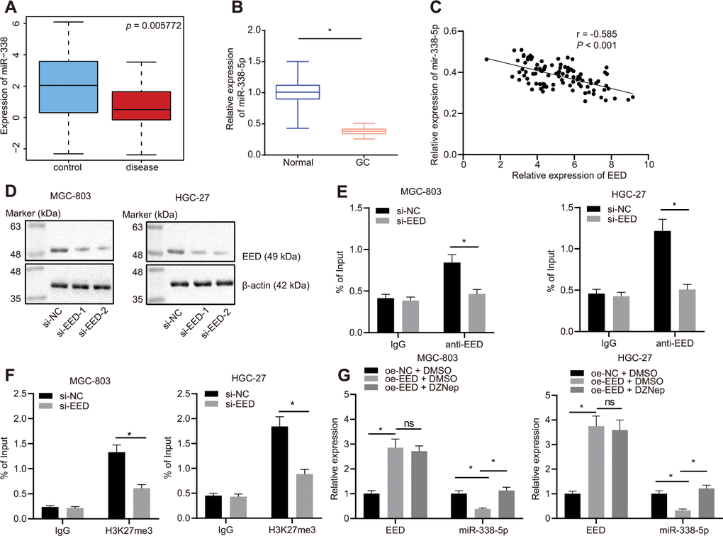 EED inhibits miR-338-5p expression by promoting methylation. (A) Absolute miR-338-5p expression in profile GSE23739 obtained from GEO database (https://www.ncbi.nlm.nih.gov/gds) analyzed by R language. The blue box on the left represents the expression of normal samples, and the red box on the right represents the expression of GC samples (p = 5.772E-03). (B) RT-qPCR determination of miR-338-5p expression in GC tissues and adjacent normal tissues (n = 97). (C) miR-338-5p expression in GC tissues was negatively correlated with EED expression in GC tissues (n = 97). (D) Evaluation of EED knockdown efficiency in MGC-803, and HGC-27 cells. (E) ChIP assay to assess enrichment of EED in the miR-338-5p promoter. (F) Enrichment of H3K27me3 in the miR-338-5p promoter. (G) RT-qPCR to examine EED and miR-338-5p expression after overexpressing EED and DZNep treatment, with β-actin and U6 as internal control, respectively. Measurement data are expressed as mean ± standard deviation. * p t test, and other comparison between two groups was analyzed using an unpaired t test. Data comparison among multiple groups was performed using one-way ANOVA with Tukey's post hoc test. Pearson’s correlation analysis was carried out for the correlation between miR-338-5p and EED expression in GC tissues. Cell experiments were repeated 3 times independently.