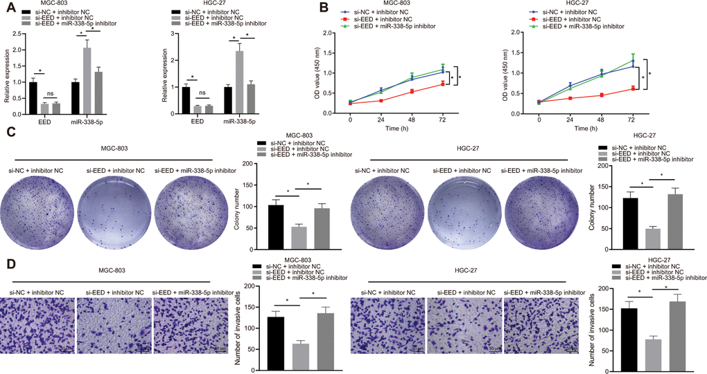 EED silencing upregulates miR-338-5p to restrain the proliferation and invasion of GC cells. (A) RT-qPCR to examine EED, miR-338-5p expression in response to si-EED and miR-338-5p inhibitor in MGC-803 and HGC-27 cells, with β-actin and U6 as internal control, respectively. (B) CCK-8 assay to assess cell viability in response to si-EED and miR-338-5p inhibitor. (C) Colony formation assay to assess the cell colony formation in response to si-EED and miR-338-5p inhibitor. (D) Transwell assay to assess the number of invaded cells in response to si-EED and miR-338-5p inhibitor. Measurement data are expressed as mean ± standard deviation. * p 