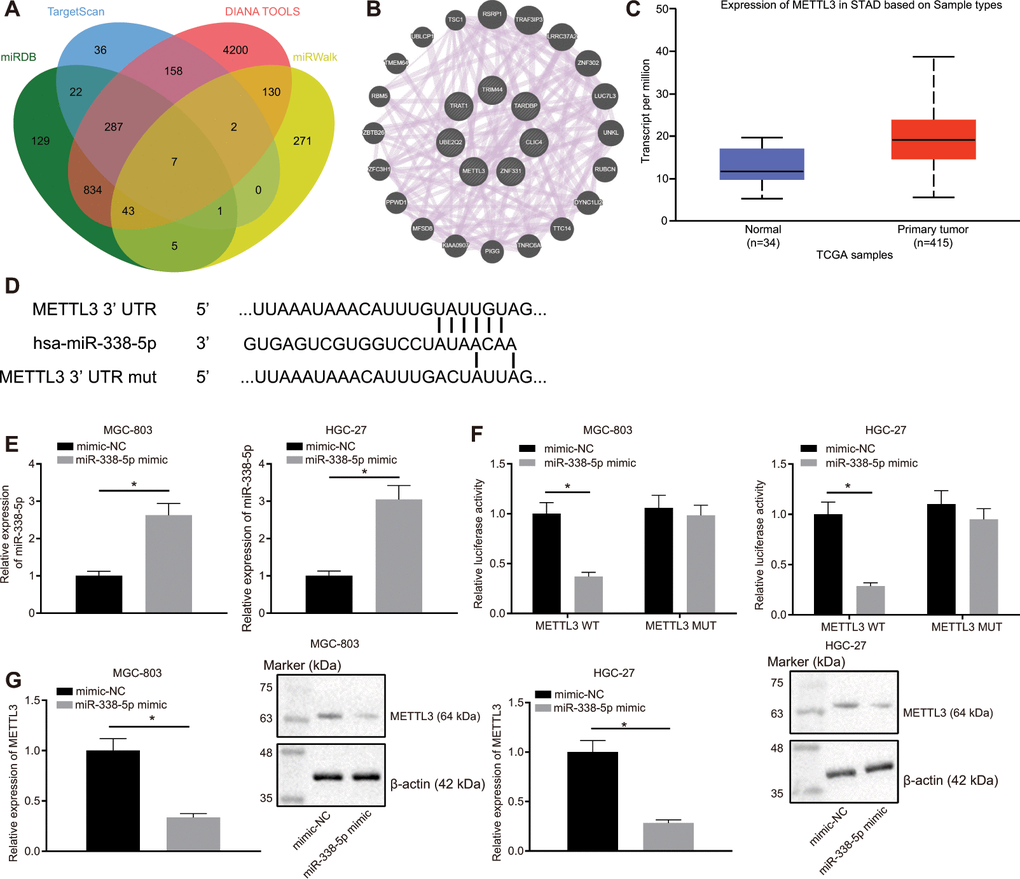 miR-338-5p targets the m6A methylase METTL3. (A) Venn map of the downstream genes of miR-338-5p predicted by the websites miRDB (http://www.mirdb.org/, Target Score ≥ 50), TargetScan (http://www.targetscan.org/vert