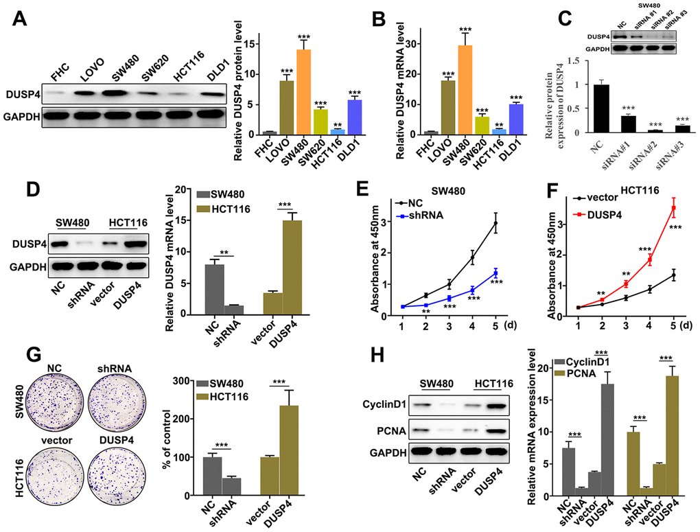 DUSP4 promoted metastasis and proliferation of colorectal cancer cells in vitro. (A) Western blot analysis of DUSP4 expression in FHC, LOVO, SW480, SW620, HCT116, and DLD1. (B) qRT-PCR analysis of DUSP4 expression in FHC, LOVO, SW480, SW620, HCT116, and DLD1. (C) Knockdown treatment of three designed siRNAs in SW480 cells. (D) DUSP4 protein expression of DUSP4 knockdown-treated SW480 cells and DUSP4 overexpression-treated HCT116 cells. (E) Cell proliferation analysis of DUSP4 knockdown-treated SW480 cells. (F) Cell proliferation analysis of DUSP4 overexpression-treated HCT116 cells. (G) Colony formation analysis of DUSP4 knockdown-treated SW480 cells and DUSP4 overexpression-treated HCT116 cells. (H) Western blot analysis of cell proliferation-related biomarkers expression in DUSP4 knockdown-treated SW480 cells and DUSP4 overexpression-treated HCT116 cells. **P