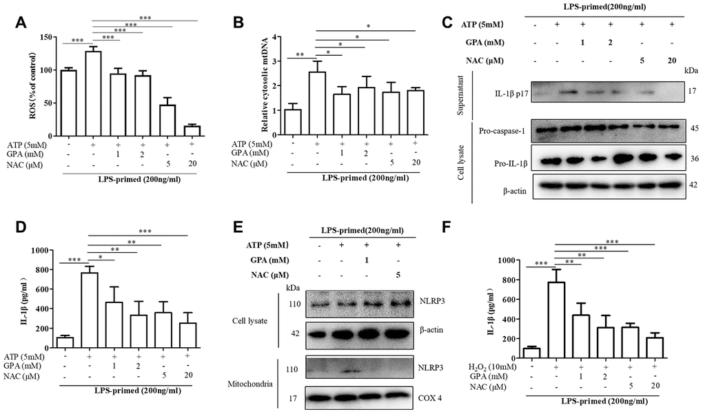GPA blocked NLRP3 activation by inhibiting ROS production. THP-1 cells were primed with LPS for 4h, followed by GPA or NAC treatment 6 h before stimulation with ATP for 30 min. Levels of the ROS was measured in THP-1 cells (A). Quantitative real-time PCR analyzed of mtDNA in THP-1 cells (B). Immunoblot analyzed of IL-1β in supernatants and cell lysate of THP-1 cells (C). IL-1β in supernatants of THP-1 cells was detected by ELISA (D). Immunoblot analyzed of mitochondrial components of NLRP3 inflammasome in THP-1 cells (E). THP-1 cells were primed with LPS for 4h, followed by GPA treatment 6 h before stimulation with H2O2 for 4 h, IL-1β in supernatants of THP-1 cells was detected by ELISA (F). Data are presented as mean ± SD, three independent experiments. *p **p ***p 