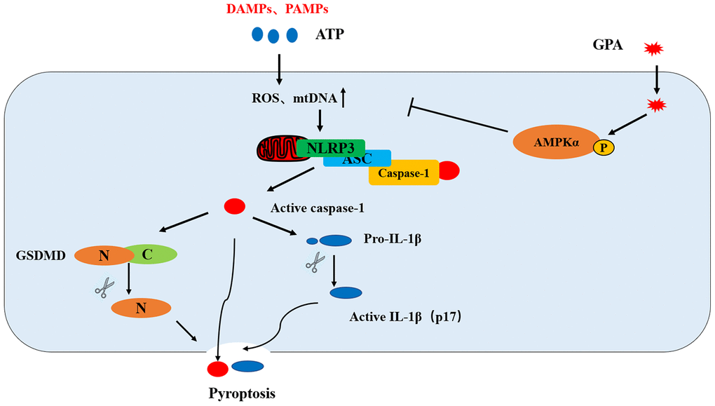 Putative mechanism for the anti-inflammatory effect of GPA in macrophages. GPA increased AMPK phosphorylation to suppress ROS and mtDNA production, resulting in the blocking of NLRP3 mitochondrial translocation, which inhibited NLRP3 inflammasome activation and pyroptosis.