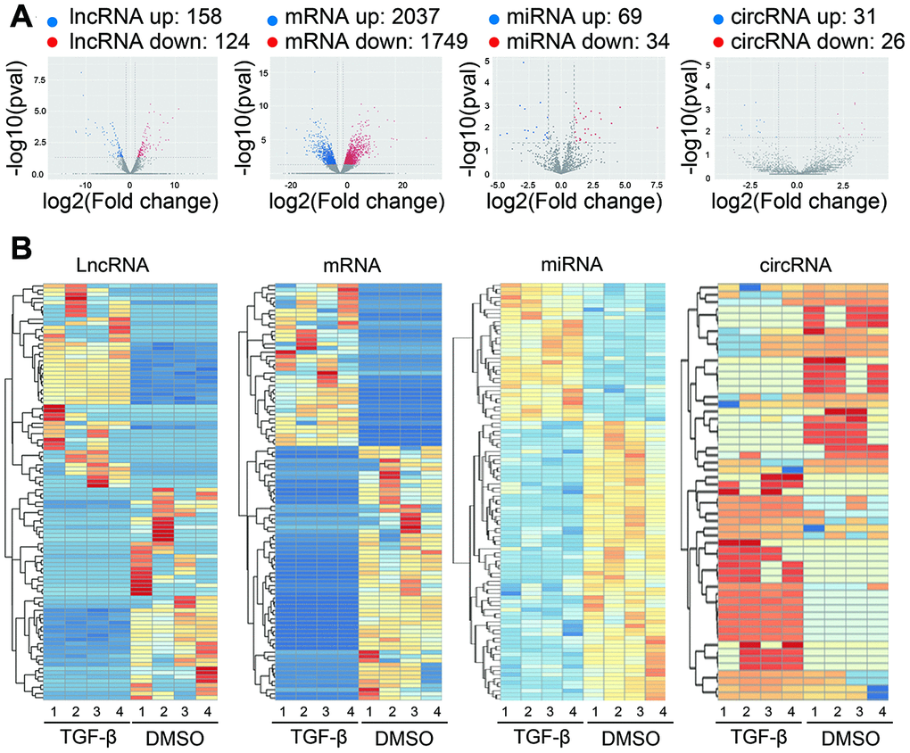 Expression profiles of differentially expressed RNAs. (A) Volcano plot showing differentially expressed lncRNAs, mRNAs, miRNAs and circRNAs with various p-values and fold changes. x axis: log2 ratio of RNA expression levels between treated and untreated Huh7 cells. y axis: false discovery rates (-log10 transformed) of different RNAs. Red points, upregulated RNAs; blue points, downregulated RNAs. (B) Hierarchical clustering analysis based on the significantly differentially expressed lncRNAs, mRNAs, miRNAs, and circRNAs, respectively (Fold Change > 2 and P-Value 