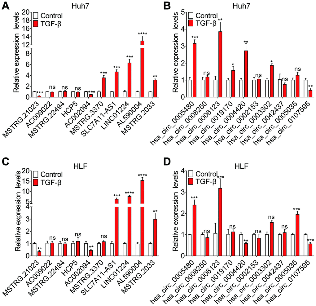 Expression levels of the top ten dysregulated lncRNAs and known circRNAs assessed by quantitative real time-PCR (qRT-PCR). Relative expression levels of ten dysregulated lncRNAs (A–C) and known circRNAs (B–D) in Huh7 and HLF cells treated with 10 ng/ml TGF-β for 7 days or left untreated.