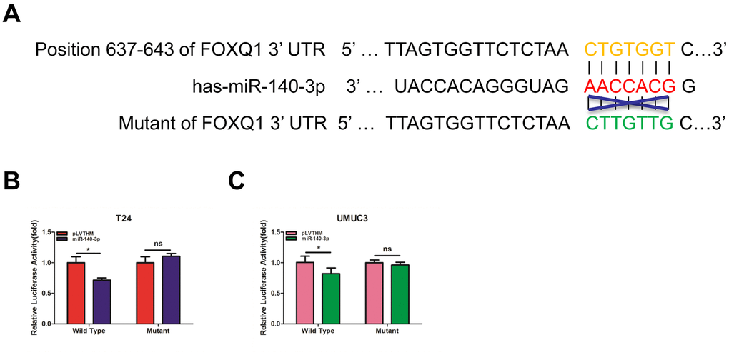 miR-140-3p directly regulates FOXQ1 expression by targeting the 3'-UTR. (A) Sequence alignment of FOXQ1 3’-UTR with wild-type (WT) versus mutant potential miR-140-3p targeting sites using bioinformatics online databases (miRDB, Targetscan, and MicroCosm). (B, C) Co-transfection of wild-type or mutant seed regions of FOXQ1 3’-UTR constructs with miR-140-3p in T24 (B) and UMUC3 cells (C). The luciferase assay was applied to detect the luciferase activity. *P 