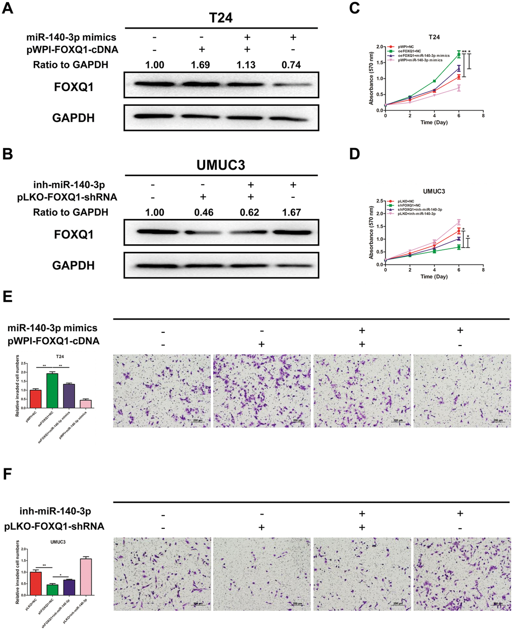 miR-140-3p suppresses proliferation and invasion of BCa cells by reducing FOXQ1 expression. (A, B), Western blot assay was performed to detect FOXQ1 expression. Approximately 50 ug of protein was loaded into each lane 2 to 4 days after transfection. (A) T24 cells were transfected with pWPI+NC, oeFOXQ1+NC, oeFOXQ1+miR-140-3p mimics or pWPI+miR-140-3p mimics. (B) UMUC3 cells were transfected with pLKO+NC, shFOXQ1+NC, shFOXQ1+inh-miR-140-3p or pLKO+ inh-miR-140-3p (C) An MTT rescue assay revealed that FOXQ1-increased cell proliferation could be reversed after adding miR-140-3p mimics to T24 cells. (D) An MTT rescue assay revealed that shFOXQ1-decreased cell proliferation could be reversed after adding miR-140-3p inhibitor to UMUC3 cells. (E) A transwell invasion assay revealed that FOXQ1-increased cell invasion could be reversed after adding miR-140-3p mimics to T24 cells. (F) A transwell invasion assay revealed that shFOXQ1-decreased cell invasion could be reversed after adding miR-140-3p inhibitor to UMUC3 cells. (C–F) Each sample was run in triplicate and used in multiple experiments to determine the mean ± SD. *P P 