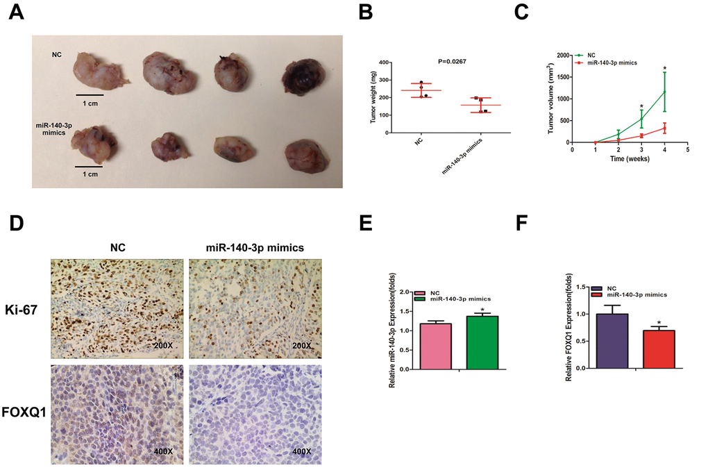 miR-140-3p suppresses the growth of BCa cells in vivo. (A) Macroscopic appearance of murine tumor xenografts. (B) Weights of tumors in 2 groups were measured using electronic scales. (C) Summary of tumor volume, which were measured weekly. (D) Representative immunohistochemical staining of Ki-67 and FOXQ1 in murine BCa cell xenografts. (E) The expression of miR-140-3p in xenografts was detected using qRT-PCR. (F) The expression of FOXQ1 in xenografts was detected using qRT-PCR. (B–F) Each sample was run in triplicate and used in multiple experiments to determine the mean ± SD. *P P 