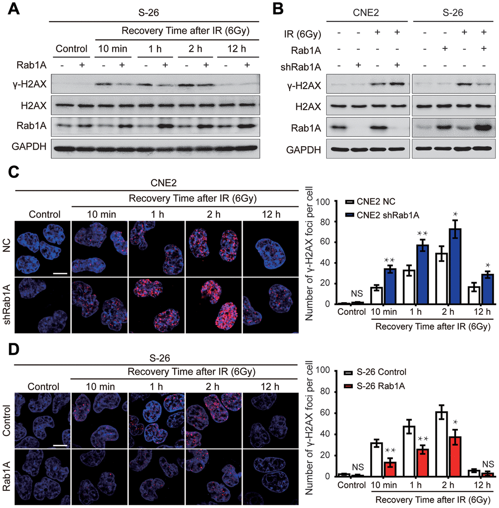 Rab1A inhibits IR-inducible phosphorylation of serine 139 of H2AX (γ-H2AX) in NPC cells. (A) Immunoblot analysis of 6 Gy IR-induced time-dependent changes of γ-H2AX, H2AX and Rab1A. Non-irradiated or irradiated S-26 cells with Rab1A overexpression or a control vector were collected at 10 min, 1 h, 2 h, 12 h after IR. (B) Immunoblot analysis of 6 Gy IR-induced time-dependent changes of γ-H2AX, H2AX and Rab1A in 6-10B and S-26 cells transfected with Rab1A overexpression vector or 5-8F and CNE2 cells transfected with Rab1A shRNA. GAPDH was used as a loading control. (C and D) Representative images of IF staining of γ-H2AX foci (red) in CNE2 cells with Rab1A knockdown or S-26 cells with Rab1A overexpression before IR exposure or after IR (6 Gy) for the indicated time. Nuclei were counterstained with DAPI (blue). Scale bars represent 5 μm. The number of foci for each time point was counted in 3 independent experiments (100 nuclei each). Histogram of the percentage of γ-H2AX foci was shown in right panel. For all quantitative results, the data are presented as the mean ± SD from three independent experiments. NS, no significant, *P **P 