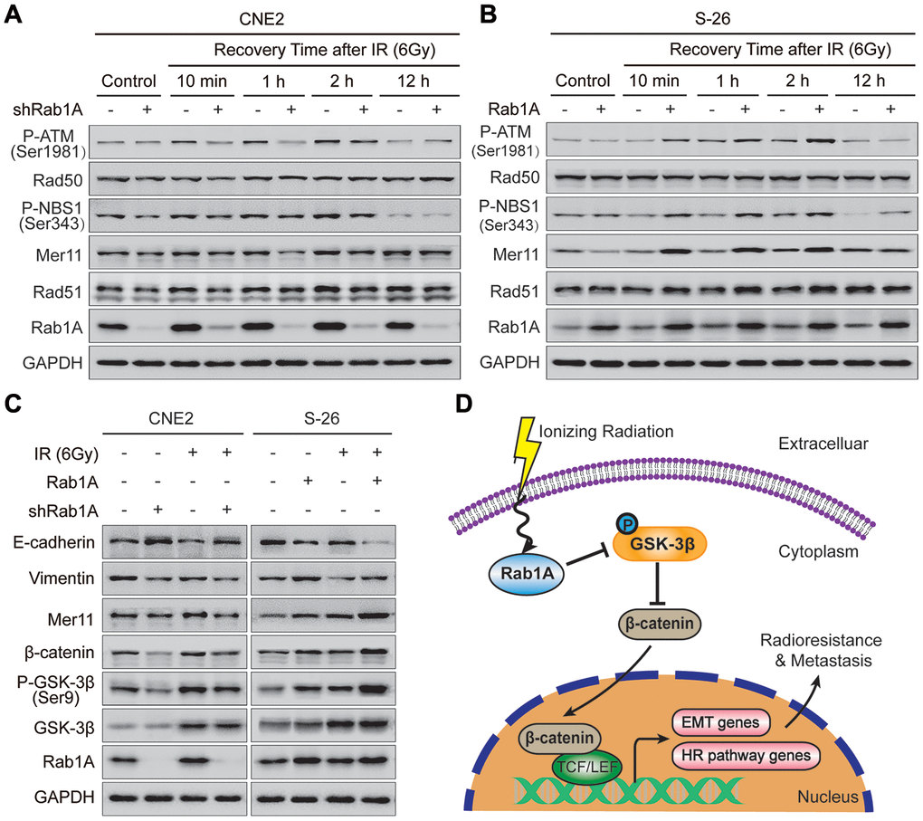 Rab1A overexpression enhances NPC cells metastasis and HR pathway-mediated radioresistance through activating GSK-3β/Wnt/β-catenin signaling. (A and B) Expression of typical HR pathway-related proteins, including Rad51, Mer11, P-NBS1(Ser343), Rad50 and P-ATM(Ser1981) based on western blotting, comparing the four groups of CNE2 cells transfected with Rab1A shRNA and S-26 cells transfected with Rab1A overexpression vector before IR exposure or after IR (6 Gy) for the indicated time. (C) Detection of Wnt pathway-related proteins (β-catenin, GSK-3β and P-GSK-3β), HR pathway protein (Mer11) and EMT-related proteins (E-cadherin and vimentin) in the four groups of CNE2 and S-26 cells treated with or without 6 Gy of IR. GAPDH was used as a loading control. Representative images are shown from three independent experiments. (D) Schematic diagram. Upon IR exposure, overexpression of Rab1A inhibits the activity of GSK-3β via phosphorylation at Ser9. The activation of Wnt/β-catenin signaling leads to nuclear translocation of β-catenin and transcription upregulation of HR pathway-related and EMT-related genes, in turn, induce NPC cells radioresistance and metastasis. The triangular arrows suggest positive regulation and the blunt arrows suggest negative regulation.