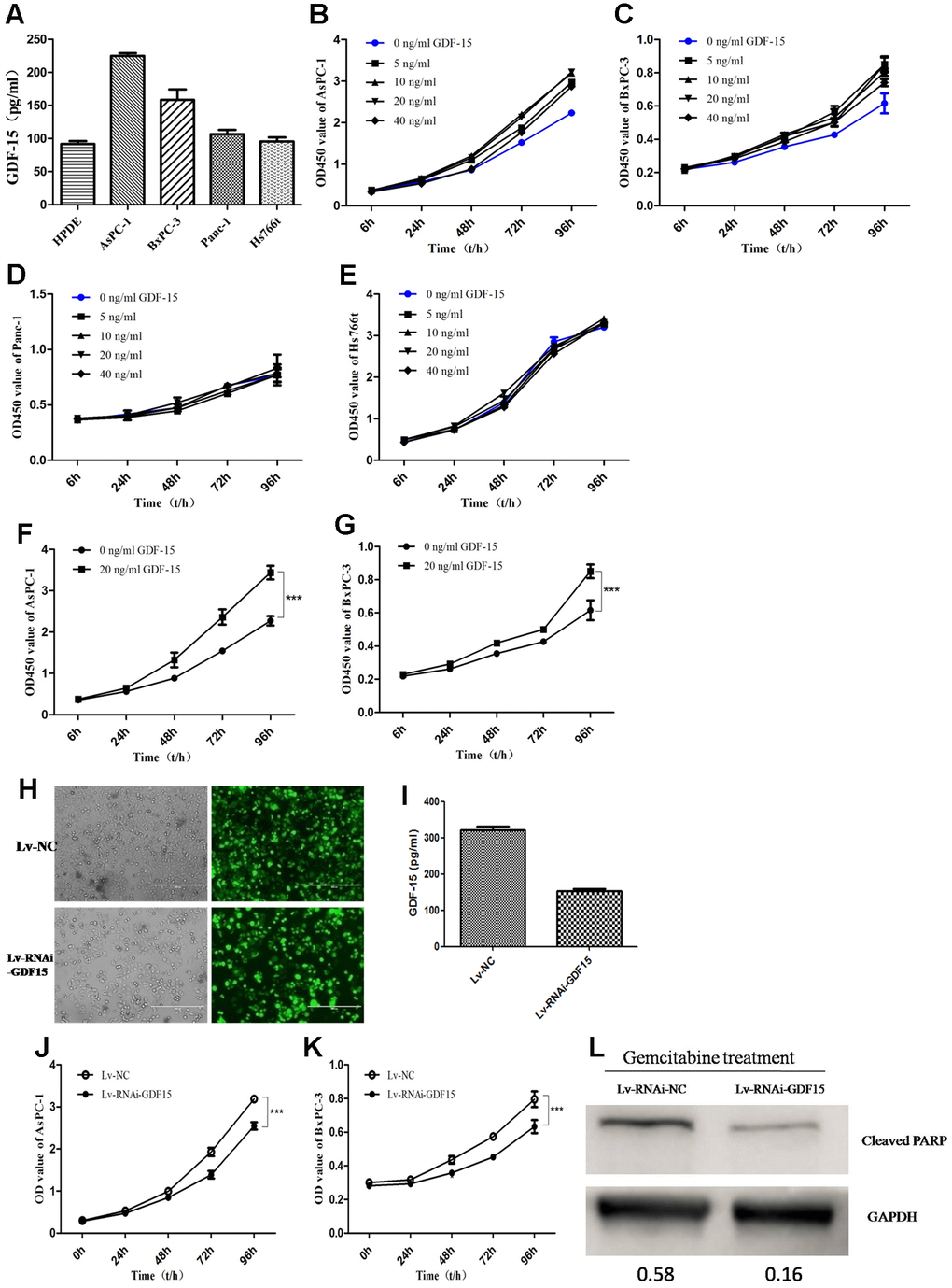 GDF-15 promotes pancreatic cancer cell proliferation in vitro and enhances the chemosensitivity of cells to gemcitabine. (A) The expression level of GDF-15 secreted by pancreatic cancer cell lines (AsPC-1, BxPC-3, Panc-1, Hs766t), was analyzed by ELISA. (B–E) Different concentrations of recombinant human GDF-15 protein, 0ng/ml, 5ng/ml, 10ng/ml, 20ng/ml, 40ng/ml, were added to the culture of the pancreatic cancer cell lines, AsPC-1, BxPC-3, Panc-1 and Hs766t. (F, G) The effect of recombinant human GDF-15 on pancreatic cancer cell lines (AsPC-1, BxPC-3) was detected by CCK-8 assay. The results are presented as the mean ± s.d. Significance was analyzed using GraphPad Prism. (H, I) The efficiency of lentivirus infection was detected by fluorescence microscope in AsPC-1 cells, and the results from ELISA assay indicated that GDF-15 expression was downregulated significantly. (J, K) The effect of GDF-15 knockdown on the proliferation of AsPC-1 and BxPC-3 cells was detected by CCK-8 assay. (L) WB assay for cleaved PARP in Lv-RNAi-NC- and Lv-RNAi-GDF-15-infected AsPC-1 cells after gemcitabine (20μM) for 48h using GAPDH as a loading control. ***P