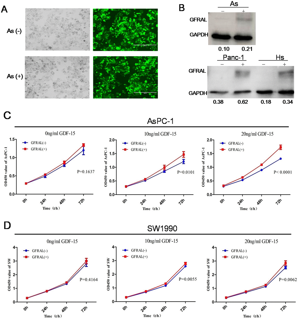 GFRAL overexpression enhances the effects of GDF-15 in pancreatic cancer cells. (A) The efficiency of lentivirus infection was detected by fluorescence microscopy in AsPC-1; As(-) means Lv-NC, As(+) means Lv-GFRAL; (B) WB assay indicated that GFRAL expression was significantly upregulated in different pancreatic cancer cell lines(AsPC-1, Panc-1, Hs766t). (C, D) After GFRAL upregulation in AsPC-1 and SW1990 cells, pancreatic cancer cell proliferation ability was enhanced after coculture with 0ng/ml, 10ng/ml, or 20ng/ml GDF-15, with increasing concentrations of GDF-15, the proliferative ability also increased.