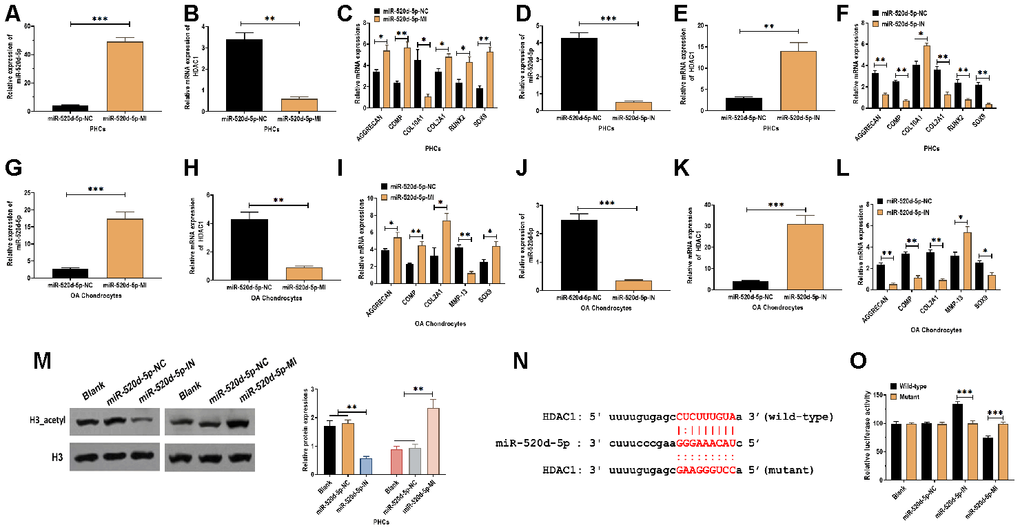 miR-520d-5p regulates the chondrocyte metabolism through targeting HDAC1. (A, B) Expressions of miR-520d-5p and HDAC1 in PHCs treated with miR-520d-5p negative control (miR-520d-5p-NC) or miR-520d-5p mimics at 24 hours post-treatment, respectively. (C) mRNA expressions of the chondrogenic markers AGGRECAN, COMP, COL2A1, and SOX9 and the hypertrophic markers COL10A1 and RUNX2 in PHCs treated with miR-520d-5p negative control (miR-520d-5p-NC) or miR-520d-5p mimics at 24 hours post-treatment. (D, E) Expressions of miR-520d-5p and HDAC1 in PHCs treated with miR-520d-5p negative control (miR-520d-5p-NC) or miR-520d-5p inhibitors at 24 hours post-treatment, respectively. (F) mRNA expressions of the chondrogenic markers AGGRECAN, COMP, COL2A1, and SOX9 and the hypertrophic markers COL10A1 and RUNX2 in PHCs treated with miR-520d-5p negative control (miR-520d-5p-NC) or miR-520d-5p inhibitors at 24 hours post-treatment. (G–H) Expressions of miR-520d-5p and HDAC1 in OA chondrocytes treated with miR-520d-5p negative control (miR-520d-5p-NC) or miR-520d-5p mimics at 24 hours post-treatment, respectively. (I) mRNA expressions of the chondrogenic markers AGGRECAN, COMP, COL2A1, MMP-13, and SOX9 in OA chondrocytes treated with miR-520d-5p negative control (miR-520d-5p-NC) or miR-520d-5p mimics at 24 hours post-treatment. (J, K) Expressions of miR-520d-5p and HDAC1 in OA chondrocytes treated with miR-520d-5p negative control (miR-520d-5p-NC) or miR-520d-5p inhibitors at 24 hours post-treatment, respectively. (L) mRNA expressions of the chondrogenic markers AGGRECAN, COMP, COL2A1, MMP-13, and SOX9 in OA chondrocytes treated with miR-520d-5p negative control (miR-520d-5p-NC) or miR-520d-5p inhibitors at 24 hours post-treatment. (M) Acetylation of histone H3 in PHCs treated with miR-520d-5p negative control (miR-520d-5p-NC), miR-520d-5p inhibitors, or miR-520d-5p mimics at 48 hours post-treatment, respectively. (N) The putative or mutated miR-520d-5p binding site at 3'UTR of HDAC1. (O) Luciferase reporter assay in PHCs with wild-type or mutant 3’UTR in the presence of miR-520d-5p negative control (miR-520d-5p-NC), miR-520d-5p inhibitors, or miR-520d-5p mimics. For each experiment, at least three replicates were available for the analysis. Data were expressed as mean ± standard deviation (SD). *P 