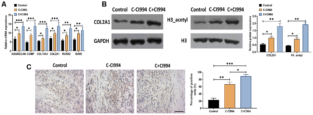 CI994 promotes chondrogenic differentiation of hMSCs. (A) mRNA expressions of the chondrogenic markers AGGRECAN, COMP, COL2A1, and SOX9 and the hypertrophic markers COL10A1 and RUNX2 in hMSCs treated with negative control (control), chondrogenic culture without CI994 (C-CI994), and chondrogenic culture with CI994 (C+CI994) (100 nM) at 21 days post-treatment. (B) Protein expression of COL2A1 and acetylation of histone H3 (H3