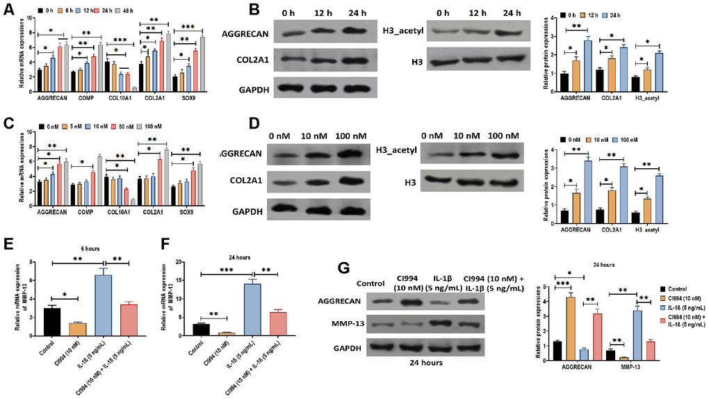 CI994 reverses the effect of IL-1β in PHCs. (A) mRNA expressions of the chondrogenic markers AGGRECAN, COMP, COL2A1, and SOX9 and the hypertrophic marker COL10A1 in PHCs treated with CI994 (10 nM) at 0, 6, 12, 24, and 48 hours post-treatment. (B) Protein expressions of AGGRECAN and COL2A1 and acetylation of histone H3 (H3