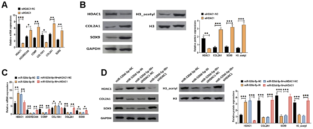 Knockdown of HDAC1 attenuates the effect of the downregulation of miR-520d-5p in PHCs. (A) mRNA expressions of HDAC1, the chondrogenic markers AGGRECAN, COMP, COL2A1, and SOX9 and the hypertrophic markers COL10A1 in PHCs treated with HDAC1 siRNA negative control (siHDAC1-NC) and HDAC1 siRNA (siHDAC1). (B) Protein expressions of HDAC1, COL2A1, and SOX9 and acetylation of histone H3 (H3
